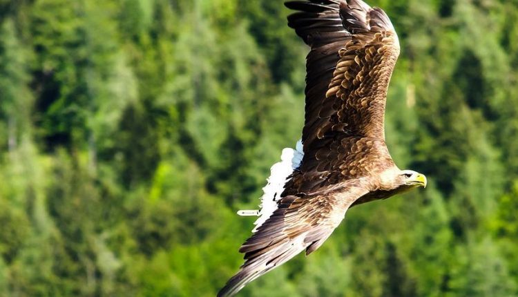 Águila imperial