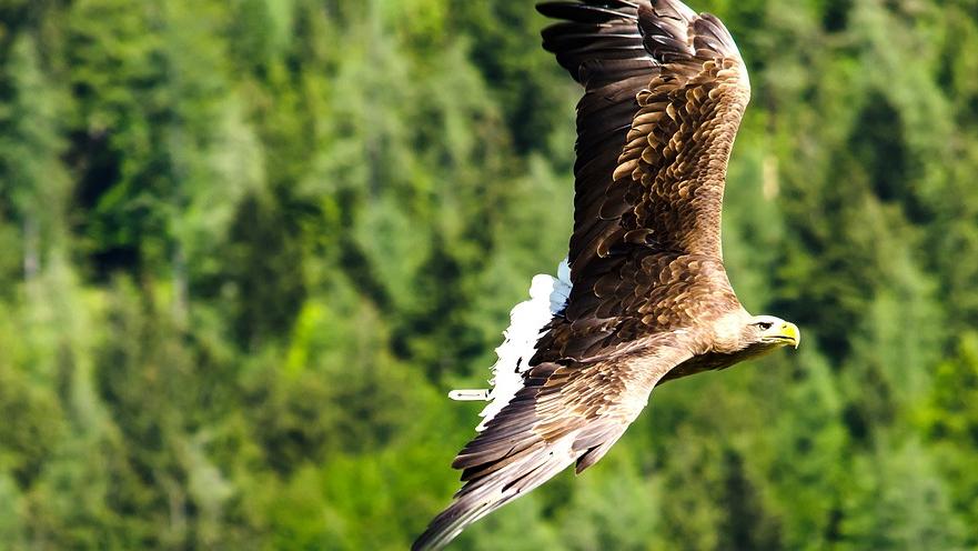 Águila imperial
